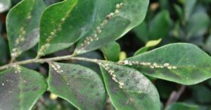 Jak radzić sobie z sadzawką na roślinach i zapobiegać jej rozwojowi?