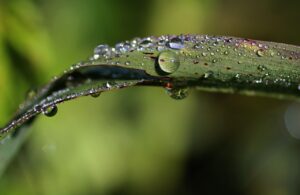 Jak rozpoznać przelanie roślin?